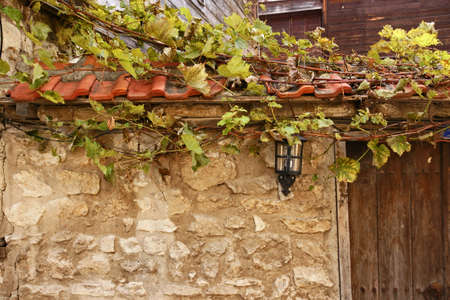 wall and vine 11の写真素材