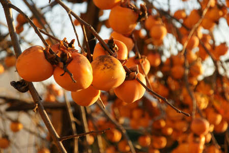 paradise apple 16の写真素材