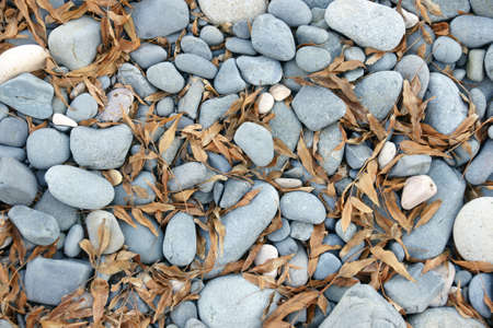 autumn beach 1の写真素材