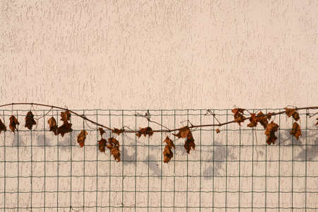 autumn vine 4の写真素材