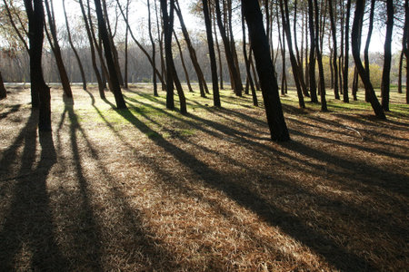 pine forest 8の写真素材