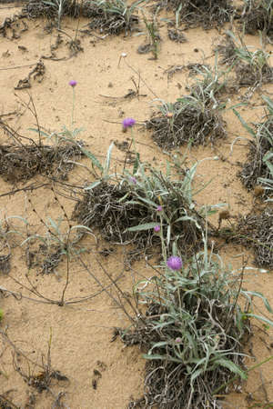beach dunes 14の写真素材
