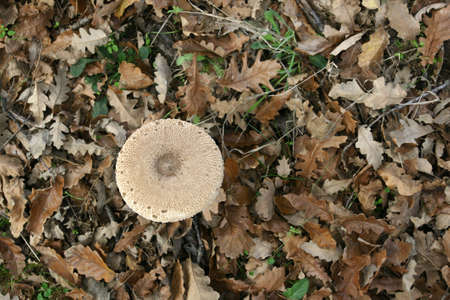 forest mushroomの写真素材