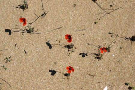 spring in the desert 1の写真素材