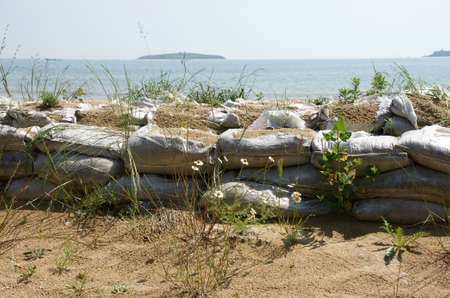 flowers on the beach 2の写真素材