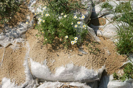 flowers on the beach 5の写真素材