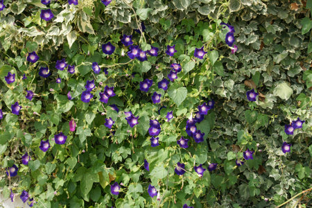 bindweed 1