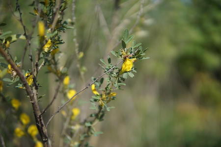 Bush with yellow flowers closeup in the beginning of the summerの写真素材