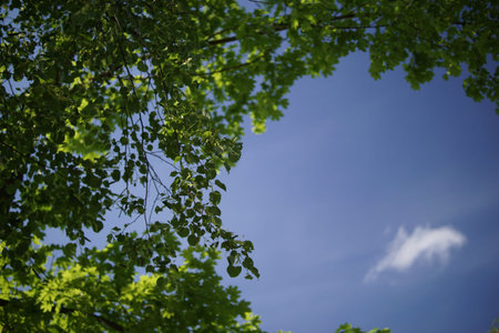 Green crones of trees against the blue sky