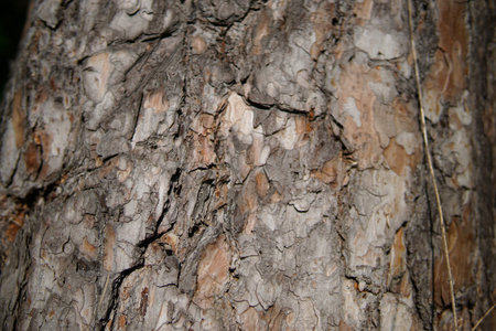 The bark of a large tree closeup