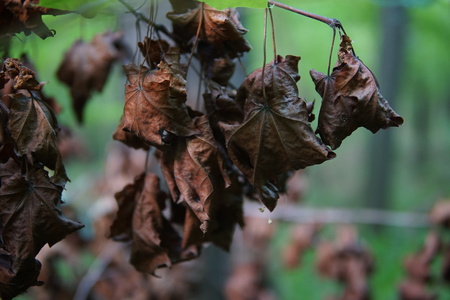 The dried up branch with brown leaves, close-upの写真素材