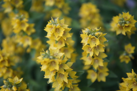 Some unknown but nevertheless beautiful yellow flowers closeupの写真素材