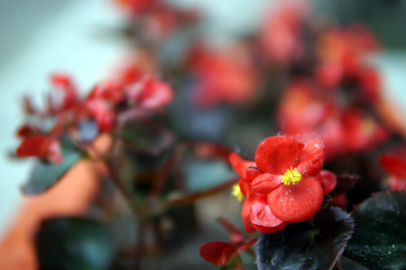 Beautiful Begonia flowers in flowerbeds close upの写真素材