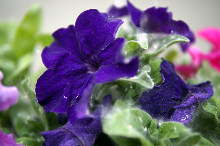 Beautiful blue Petunia flowers in flowerbed closeupの写真素材
