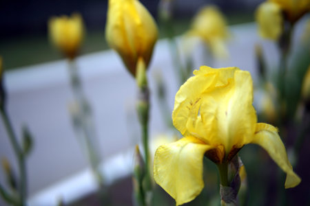 Beautiful flowers of yellow Iris pseudacorus closeup