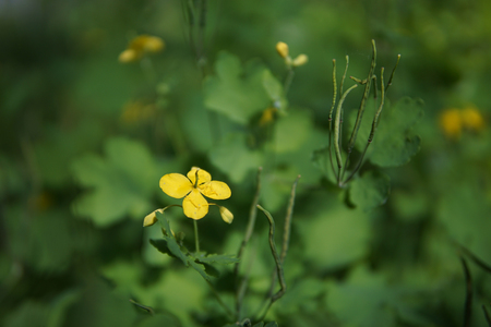 Chelidonium majus - greater celandine or tetterwor - herbal plant yellow flowersの写真素材