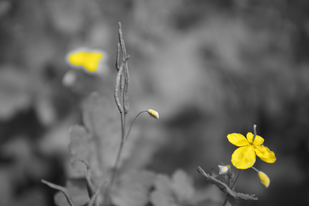 Chelidonium majus - greater celandine or tetterwor - herbal plant yellow flowersの写真素材