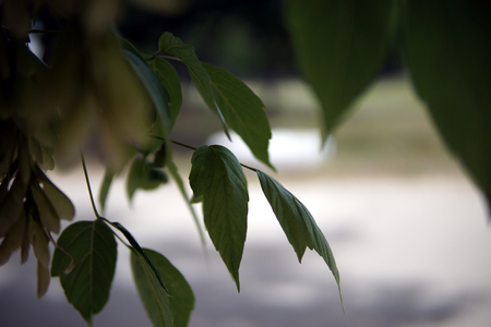 Green tree branch against the blue skyの写真素材
