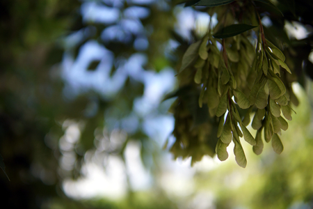 Green tree branch against the blue skyの写真素材