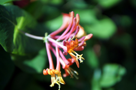 Bright Honeysuckle flowers closeup in the sunlightの写真素材