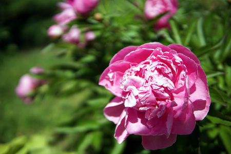 Beautiful Pink peony flowers Paeonia officinalis closeupの写真素材