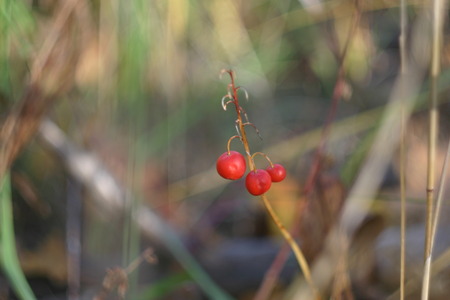 Red berry Bush closeup shot in the beginning of the autumnの写真素材