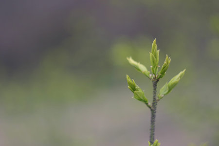 Young sprouts from the buds of a tree in the spring, closeup