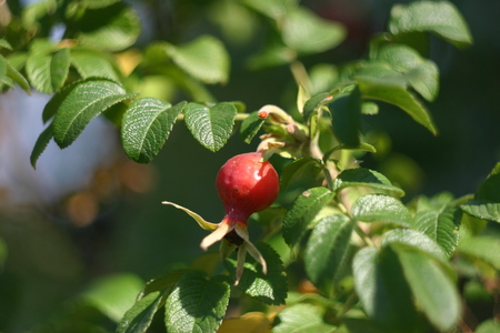 Red dogrose berries among green leaves closeupの写真素材