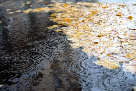 Autumn leaves and reflections in puddle on the city street on rainy dayの写真素材