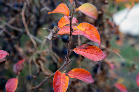 Yellow foliage of a shrub in the fall season. Stems, branches of red color around the leaves. Blue...