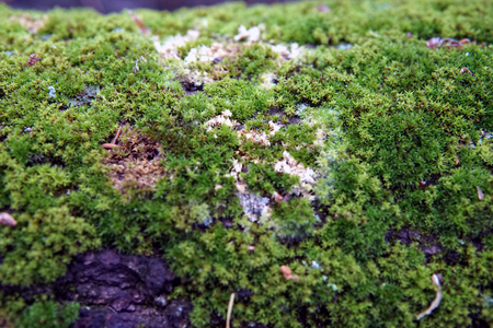 Bright green moss Background textured in nature. Natural moss on stones in winter forest Moss covered stone. Beautiful moss and lichen covered stone. Selective focusの写真素材