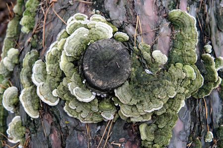 Dry Hairy Bracket Trametes hirsuta fungus on rotten birch trunkの写真素材