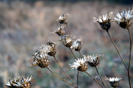 Dry autumn branches and leaves on a overcast autumn day.の写真素材