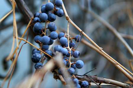 bunches of isabella grapes close upの写真素材