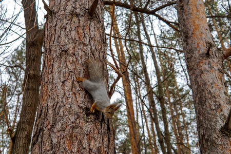 Cute squirrel sitting on a branch of pine forestの写真素材