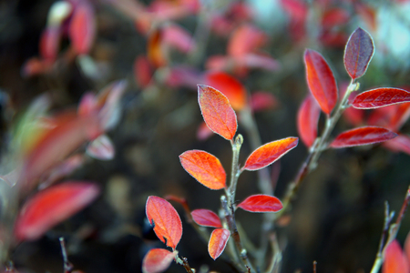 Berberis thunbergii Red Carpet ornamental perennial foliage - natural background. color palette scheme with complementary swatchesの写真素材