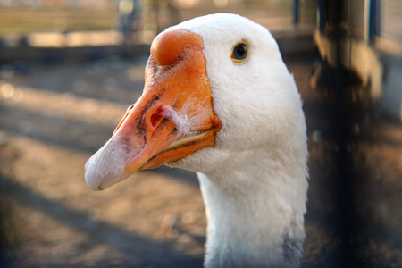 White goose on the farm. Goose in open penの写真素材