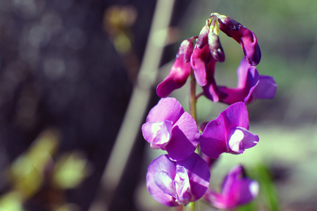 Hollowroot, Corydalis cava. Corydalis cava, violet spring flowers of corydalis, macro, close-up. Purple corydalis flowers in forest on early springの写真素材