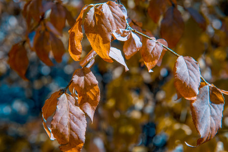 Beautiful and colourful autumn leaves against blue skies, background photo