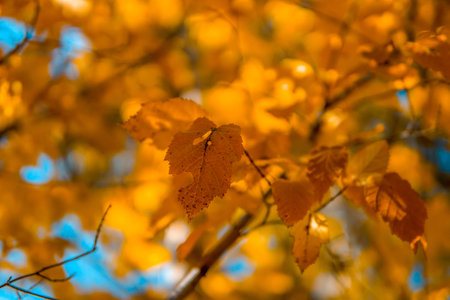 Colorful autumn leaves in sunlight, shallow focusの写真素材