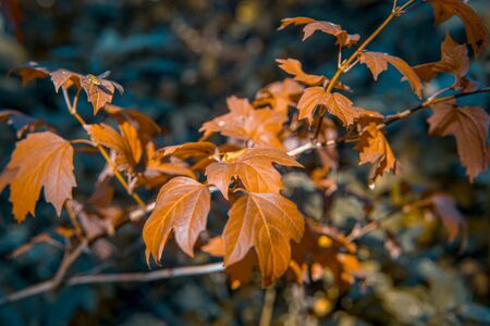 Colorful autumn leaves in sunlight, shallow focusの写真素材