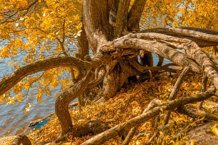 Gnarled tree roots by forest pond in early autumnの写真素材