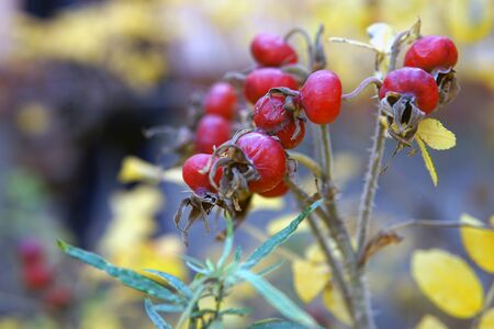 Rugosa Rose, Rose hips in yellow autumn leaves close-upの写真素材