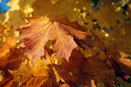 Beautiful yellow and golden autunm maple leaves