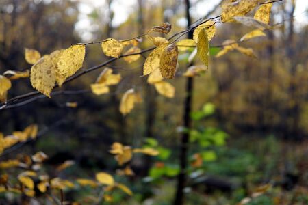 Beautiful multicolored autumn leaves in october forest macroの写真素材
