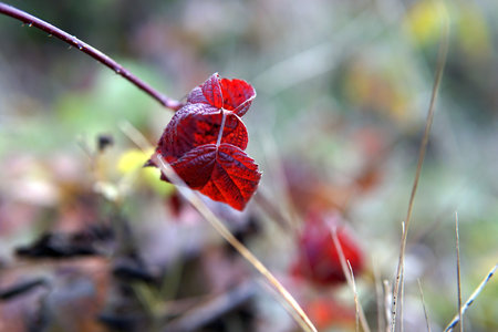Beautiful multicolored autumn leaves in october forest macro