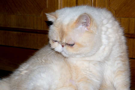 persian cat washes, grooming. pet, fluffy, whiteの写真素材