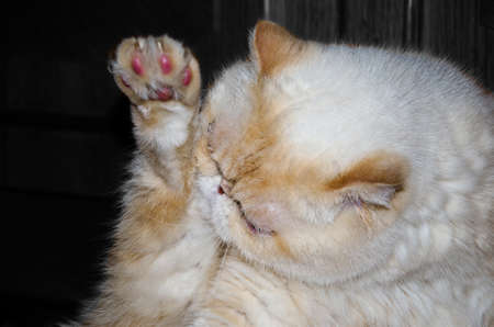 persian cat washes, grooming. pet, fluffy, whiteの写真素材