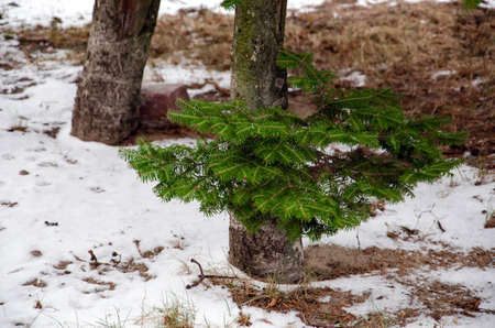 Filtered moody green grass growing through snow on golf course in winter with bush in background,の写真素材