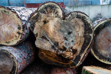 Close up picture of a fallen tree trunk, forest in the blurry backgroundの写真素材